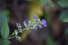 Orbexilum melanocarpum