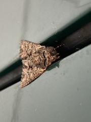 Mniotype occidentalis