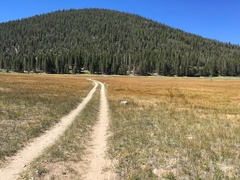 Pyrrocoma apargioides