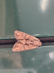 Mniotype occidentalis