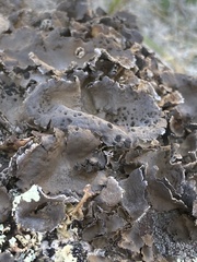Umbilicaria muhlenbergii