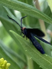 Cisseps fulvicollis