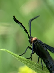 Cisseps fulvicollis