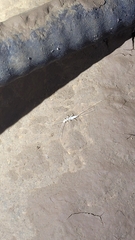 Litocampa cookei