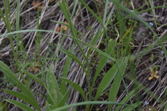 Antennaria anaphaloides