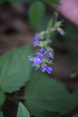 Orbexilum melanocarpum