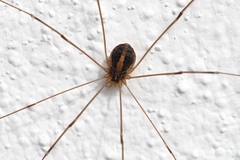 Cosmobunus granarius