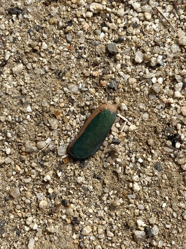 iNaturalist observation photo of Figeater Beetle