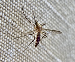 Aedes infirmatus