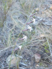 Silene burchellii