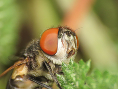Phasia aurigera