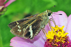 Atalopedes mesogramma mesogramma