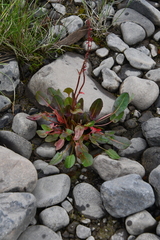 Rumex oblongifolius
