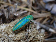 Buprestis