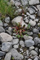 Rumex oblongifolius