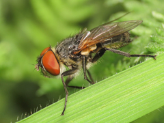 Phasia aurigera