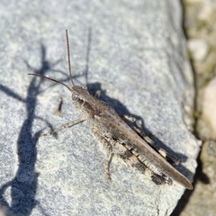 Epacromius tergestinus ponticus