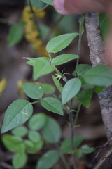 Orbexilum melanocarpum