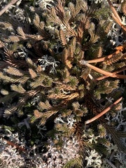 Selaginella rupestris