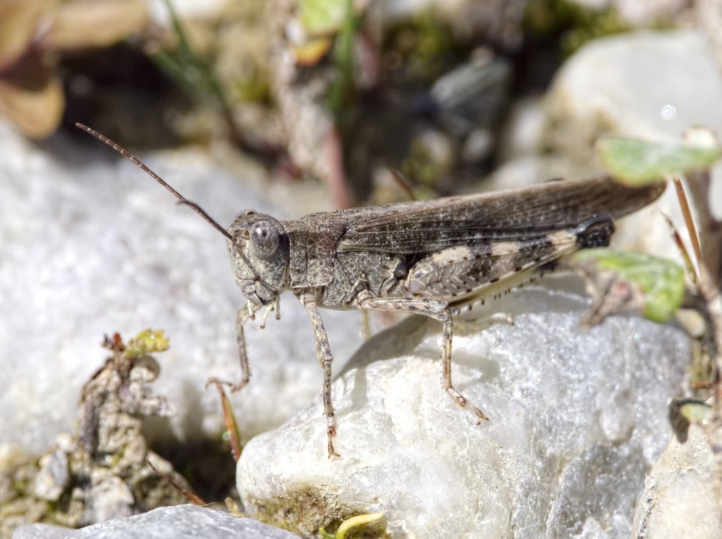 River Blue-legged Grasshopper