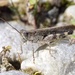 River Blue-legged Grasshopper - Photo (c) Pierre Bornand, some rights reserved (CC BY-NC)