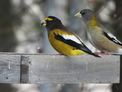 Coccothraustes vespertinus