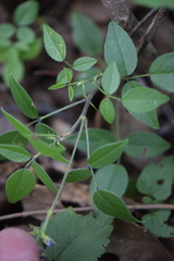 Orbexilum melanocarpum