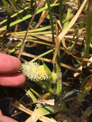 Sparganium angustifolium