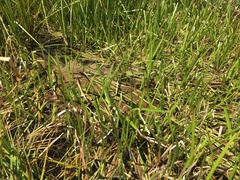 Sparganium angustifolium