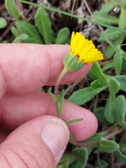 Calendula suffruticosa