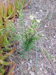 Erigeron sumatrensis