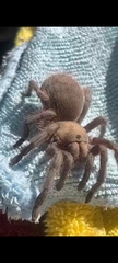 Theraphosinae