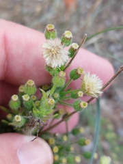 Erigeron sumatrensis