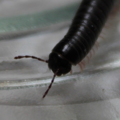Ommatoiulus moreleti