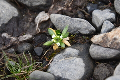 Draba ochroleuca