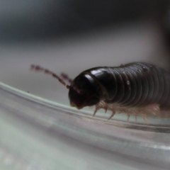 Ommatoiulus moreleti