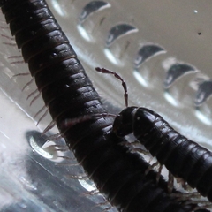 Ommatoiulus moreleti