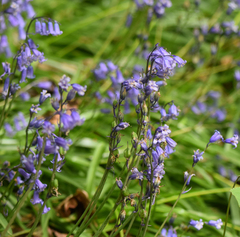 Hyacinthoides