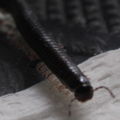 Ommatoiulus moreleti