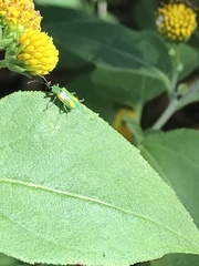 Diabrotica longicornis