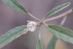 Croton argyranthemus