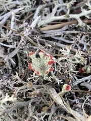 Cladonia pleurota