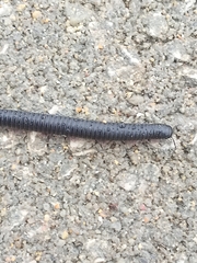 Ommatoiulus moreleti