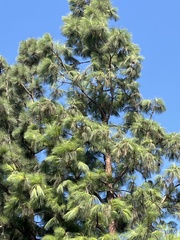 Pinus canariensis