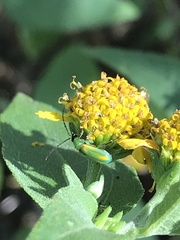 Diabrotica longicornis