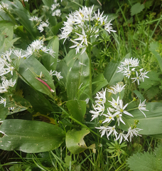 Allium ursinum