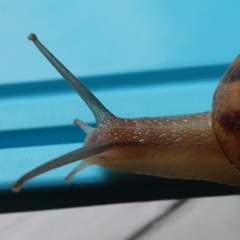 Cornu aspersum