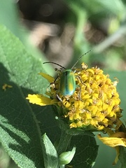 Diabrotica longicornis