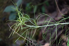 Thelesperma filifolium