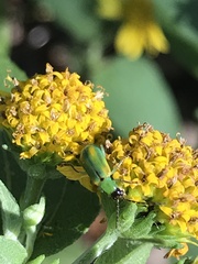 Diabrotica longicornis